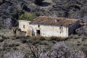 Several flowering almond trees surround abandoned country house