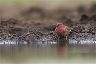 Red-billed firefinch