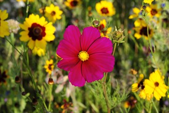 Mexican aster