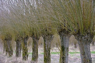 Pollarded willow