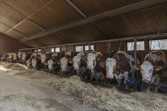 Dairy cows at the feeding table eating hay in a cow shed