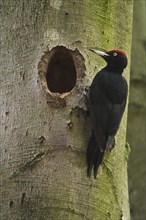 Black woodpecker