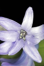Close-up of a blue flower with stamens and pistil of the hyacinth