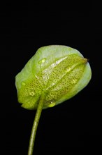 A leaf of the Indian lotus