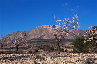 Almond trees in blossom