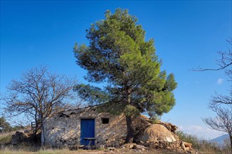 Building and well of a finca with pine tree