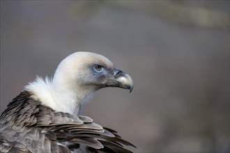 Griffon vulture