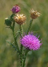 Thistle with spear thistle