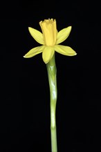 Wild daffodil of the yellow daffodil