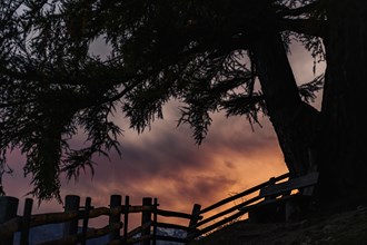 Old fence with large tree as silhouette at sunset