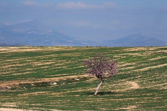 Green field with single flowering almond tree