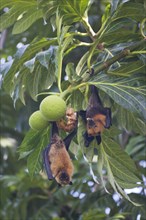Seychelles fruit bat