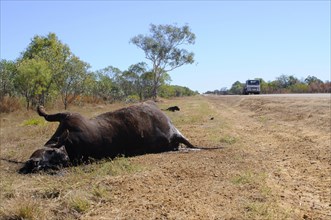 Roadside roadkill of domestic cattle