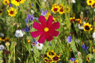 Mexican aster