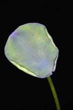 A leaf of the Indian lotus