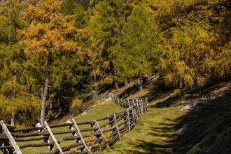 Wooden fence on mountain meadow with autumnal larch