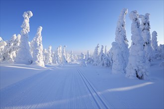 Cross-country ski trail with sun