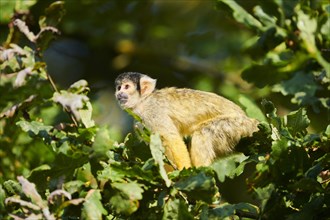 Common squirrel monkey