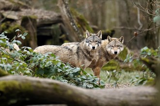European wolf two gray wolves