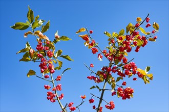 Common spindle tree