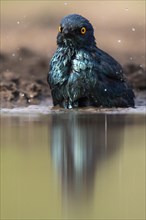 Cape starling