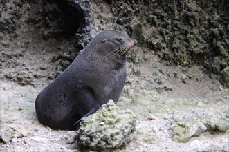 New zealand fur seal