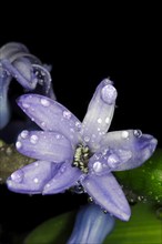 Close-up of the inflorescence with water drops of the blue hyacinth