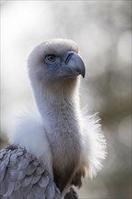 Griffon vulture