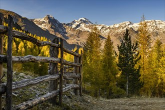 Fence with autumnal larches