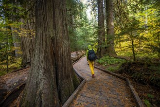 Hiker on logging trail between western red cedar