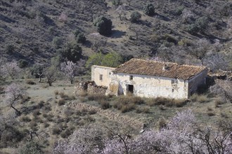 Several flowering almond trees surround abandoned country house