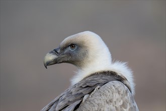 Griffon vulture