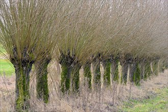 Pollarded willow
