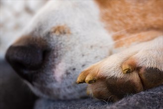 Veterinary care dog paw with nails closeup