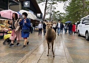 Deer standing on a pavement full of people