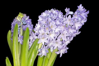 Inflorescence of the blue hyacinth