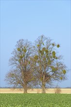 Linden tree