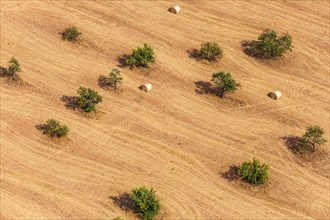 Harvest with straw bales landscape with olive trees aerial view in Majorca