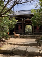 Deer standing in front of an entrance gate to a temple