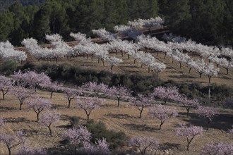 Landscape with flowering almond plantation