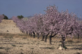 Field with row of flowering almond trees