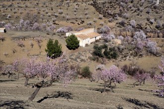 Old country house in flowering almond orchard