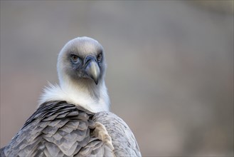 Griffon vulture