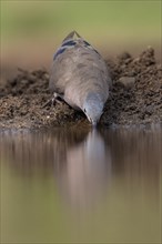 Bronze-spotted dove drinking