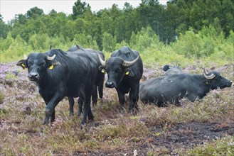 Water buffalo