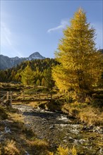 Autumn larches