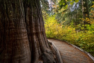 Wooden path around a thick western red cedar