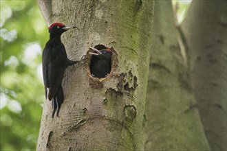 Black woodpecker
