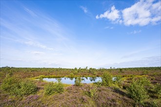 Black bog