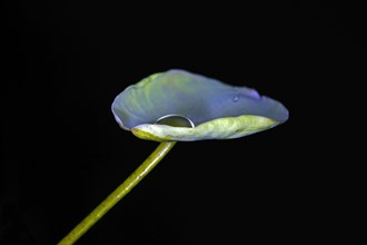 A leaf of the Indian lotus